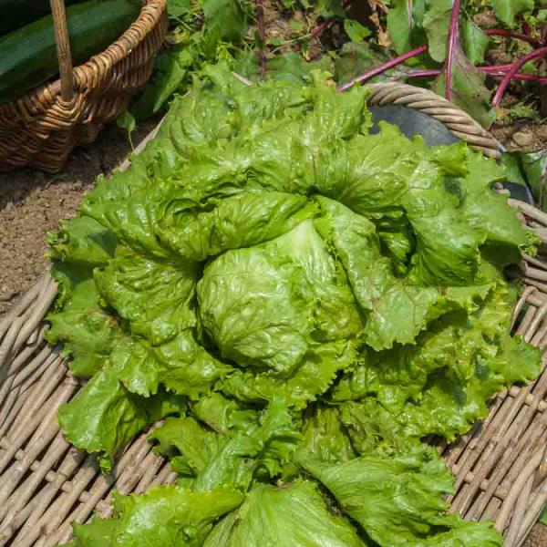 Potagères - Laitue Batavia Great Lakes 119 - face recto